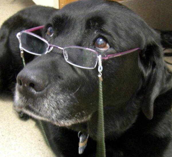 Senior dog wearing glasses