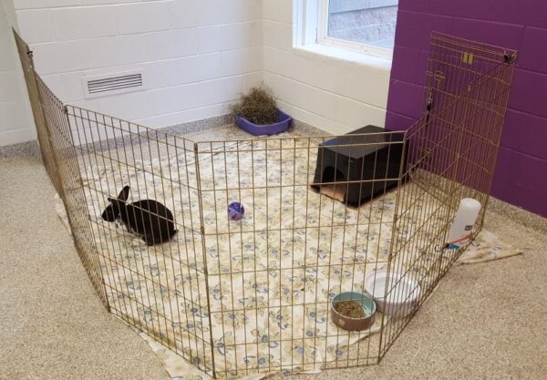 rabbit x-pen, rabbit pet care, rabbit adoption