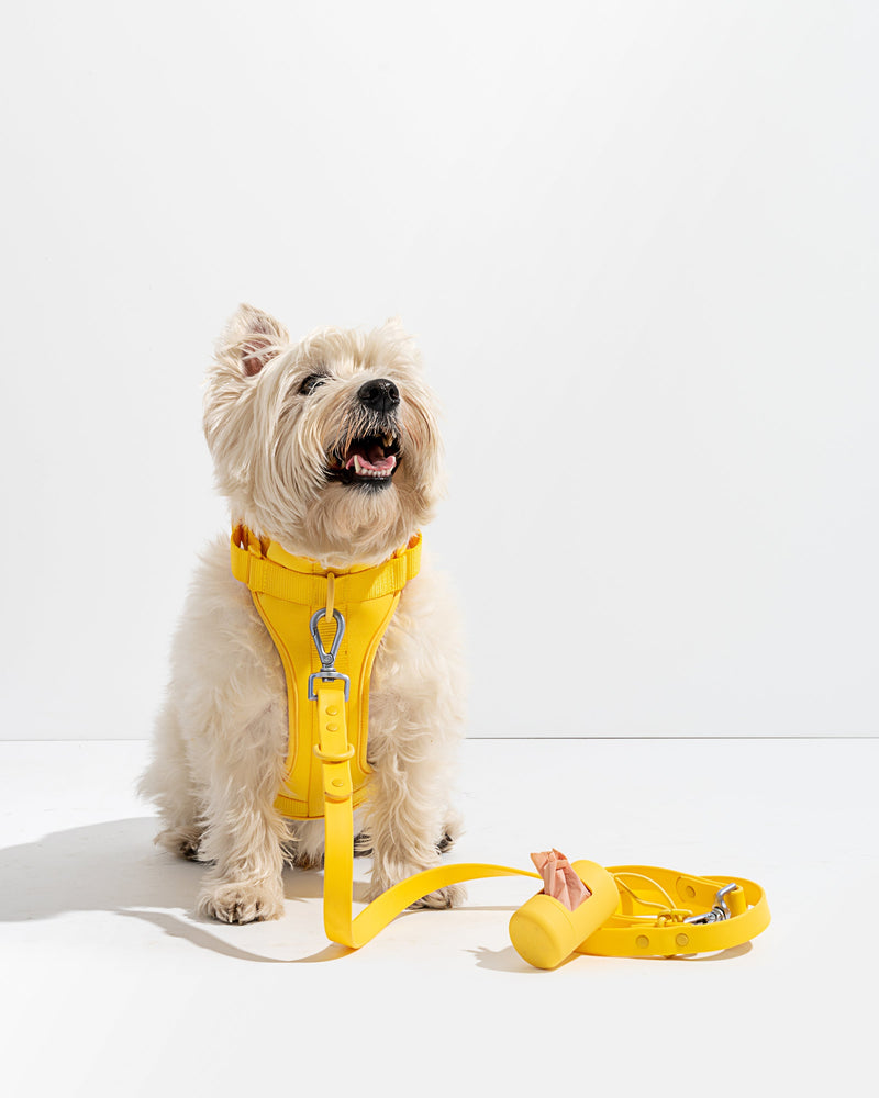 harness and leash kit