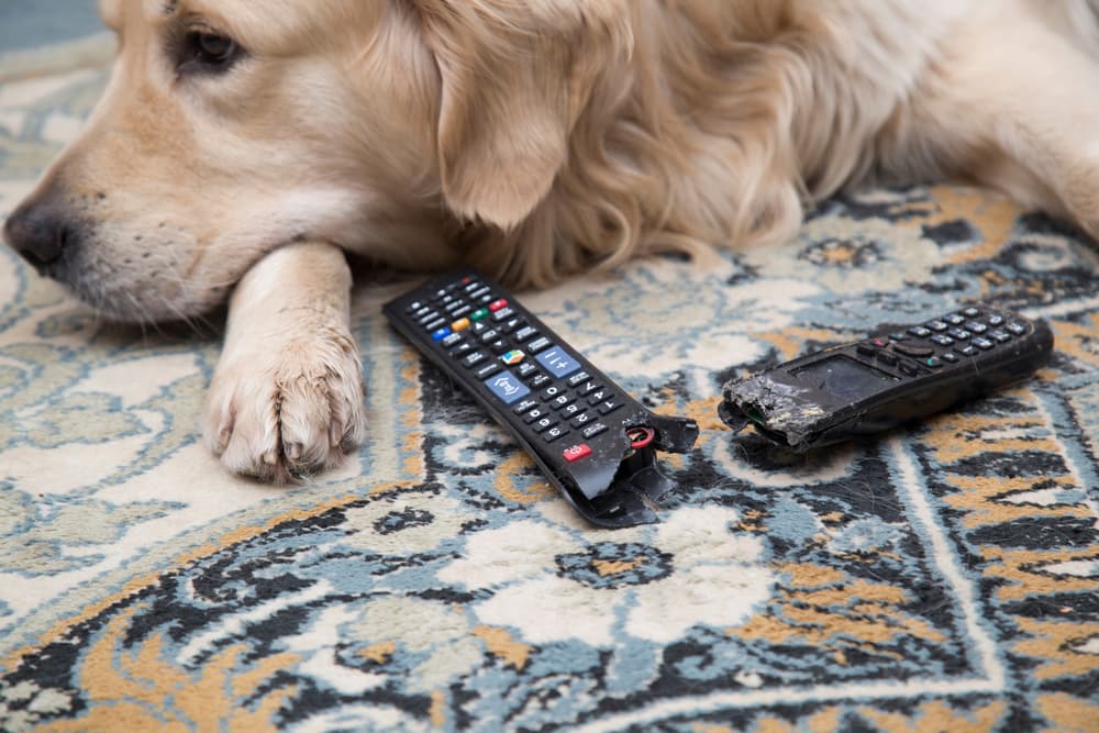 Dog sitting with chewed up TV remote because of loneliness