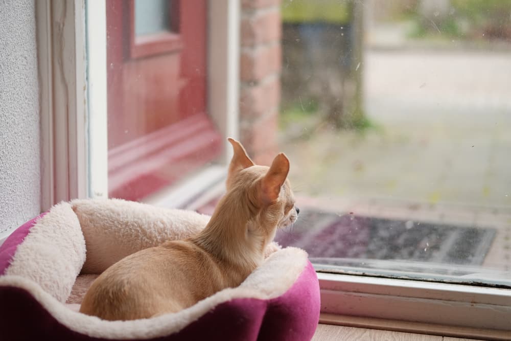 Dog laying in dog bed looking out at window for owner showing signs of loneliness