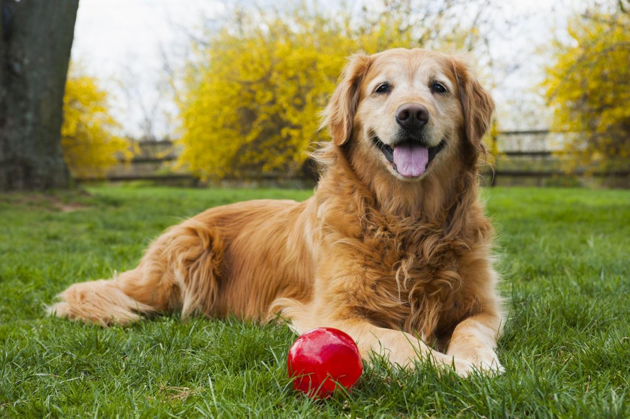 Dog with mouth open showing teeth