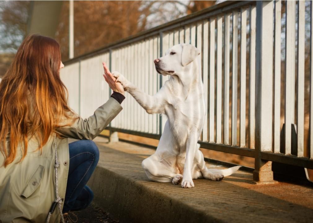 Dog shaking hands