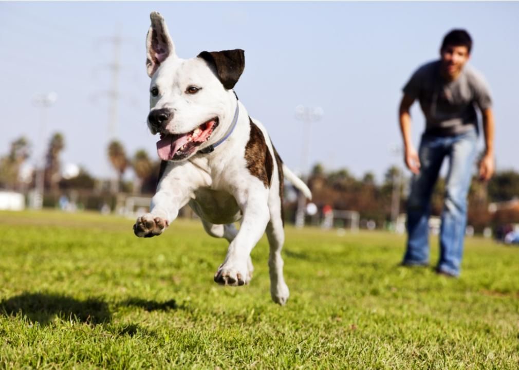 Dog running in dog park