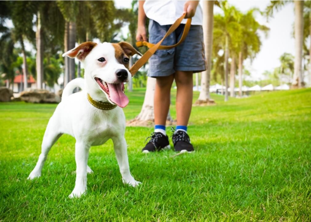 Leashed dog in park