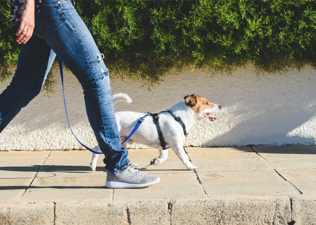 Dog on leash during a walk