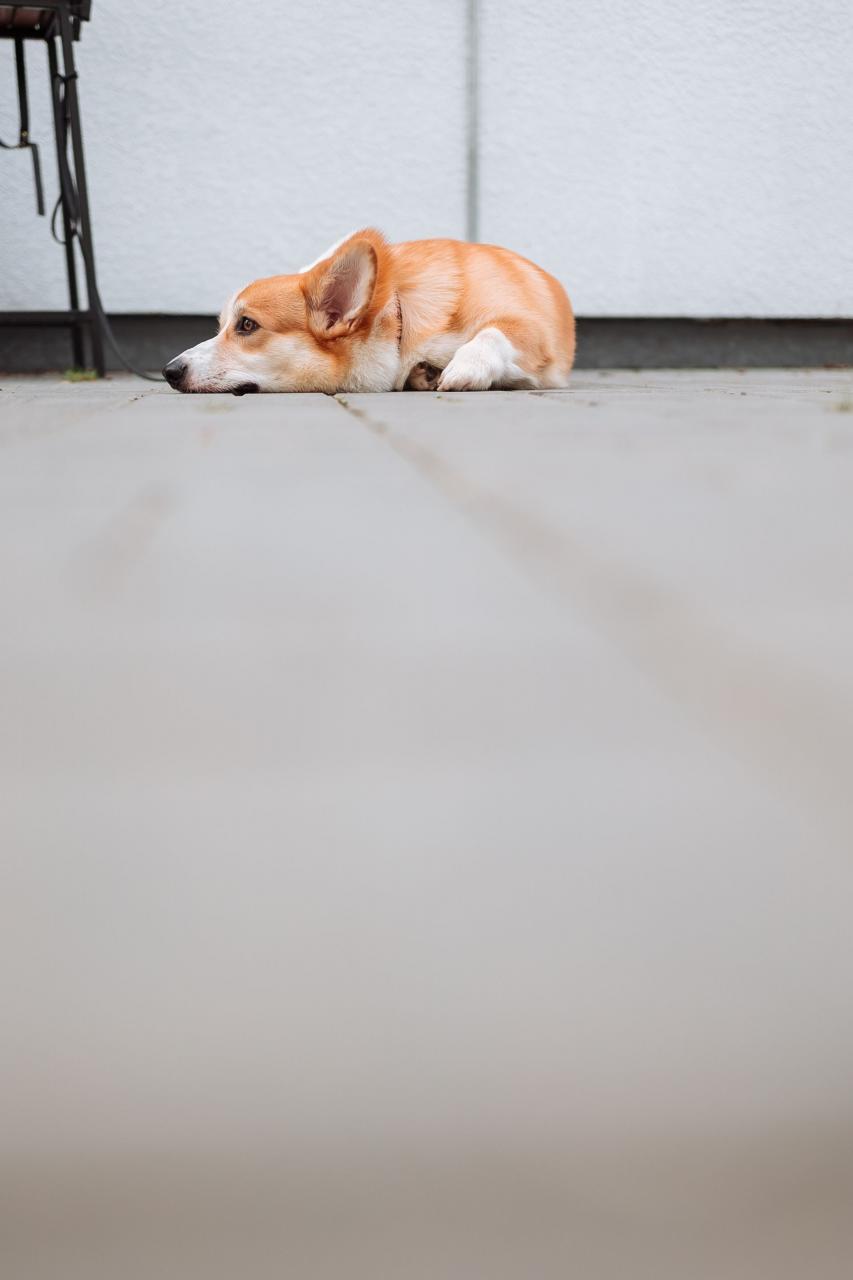 Sad dog on the ground