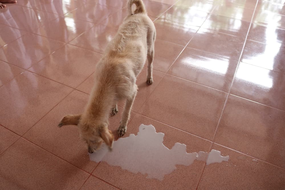 Dog drinking spilled milk on the floor