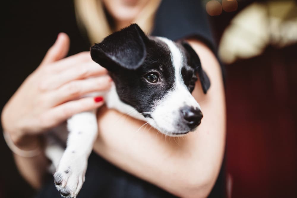 Woman holding puppy in arms