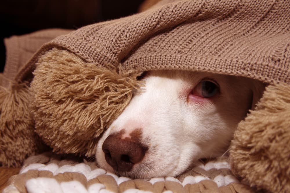 Dog hiding under a blanket at night