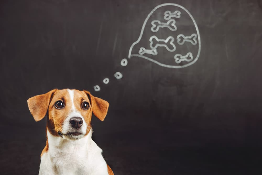 Dog thinking about bones