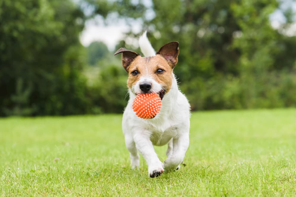 Dog running with a bright orange ball