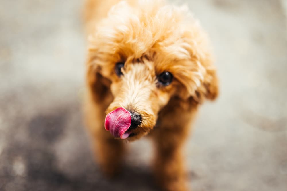 Poodle licking his lips after licking the floor