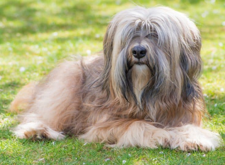 tibetan terrier lying on grass