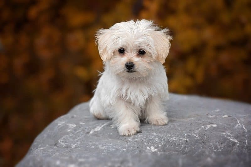 tiny maltese