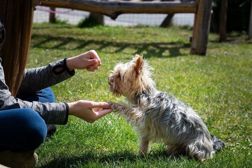 training a yorkshire terrier dog