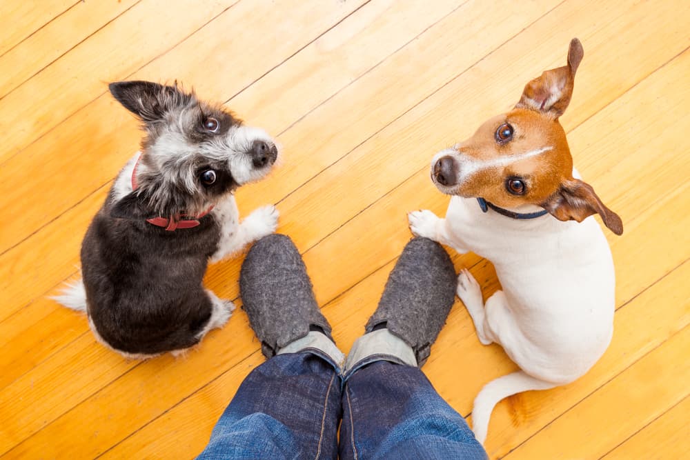 Two dogs looking up at owner at home