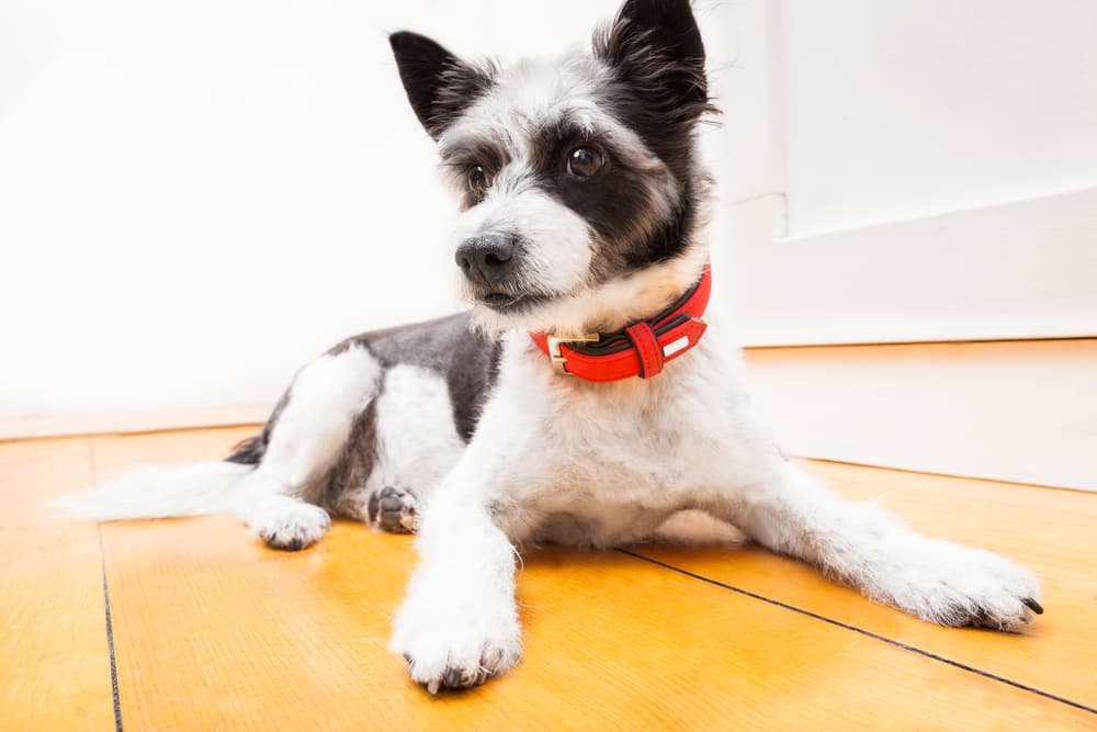 Dog laying down looking up at owner