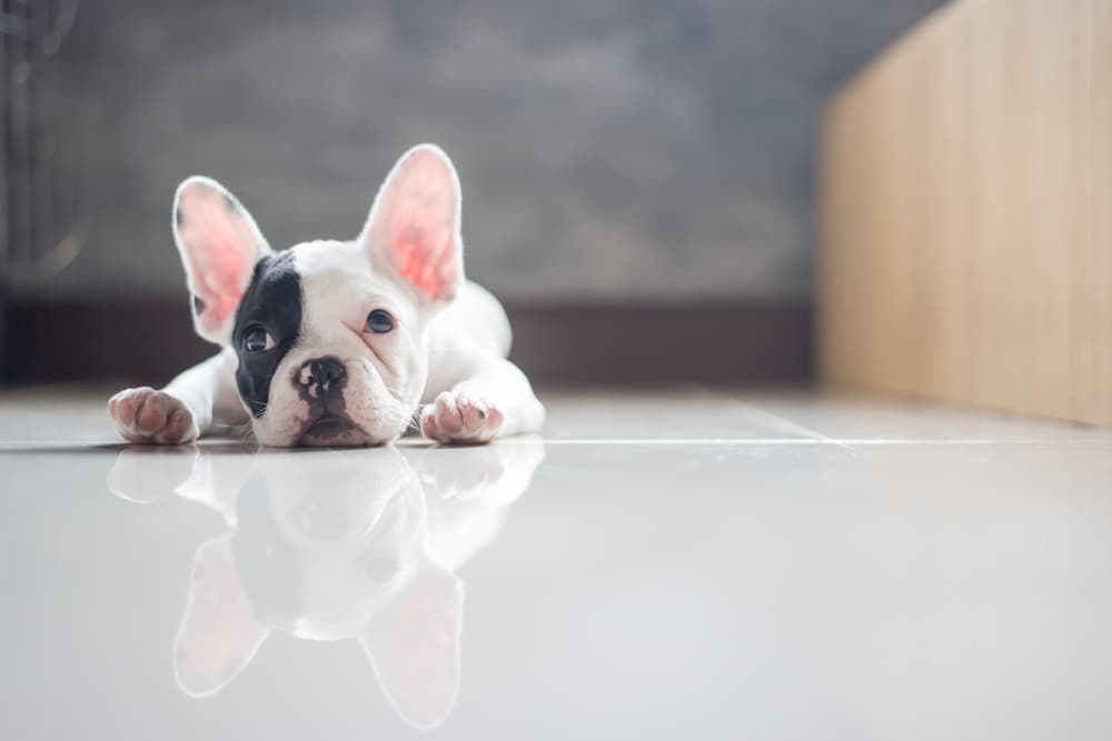 French bulldog laying on ground at home bored