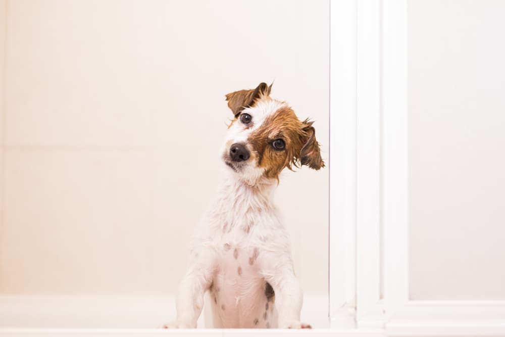 Dog sitting up in bathroom tub looking at owner