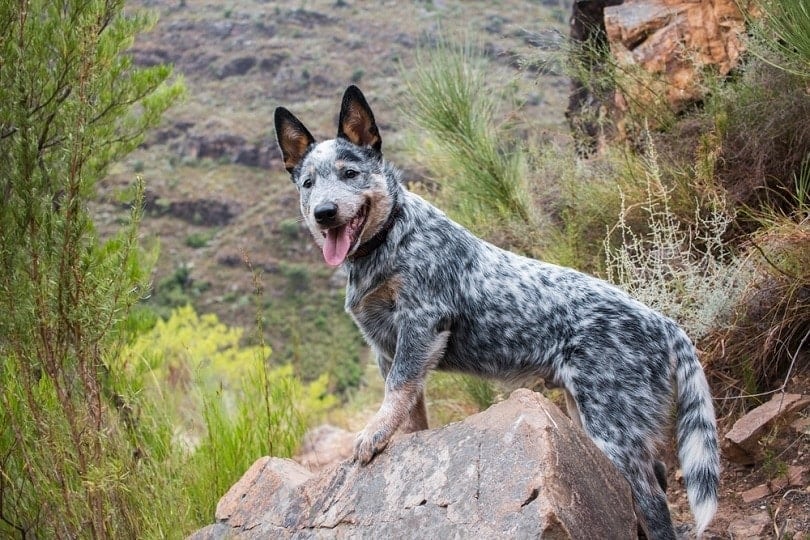 australian cattle dog in the woods