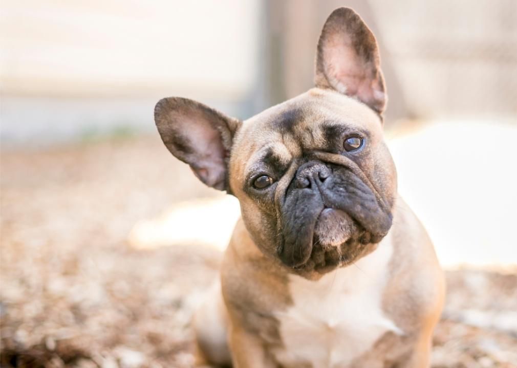 French bulldog