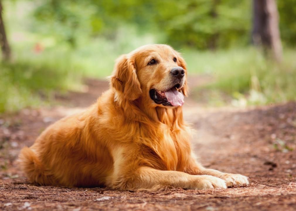 Golden retriever