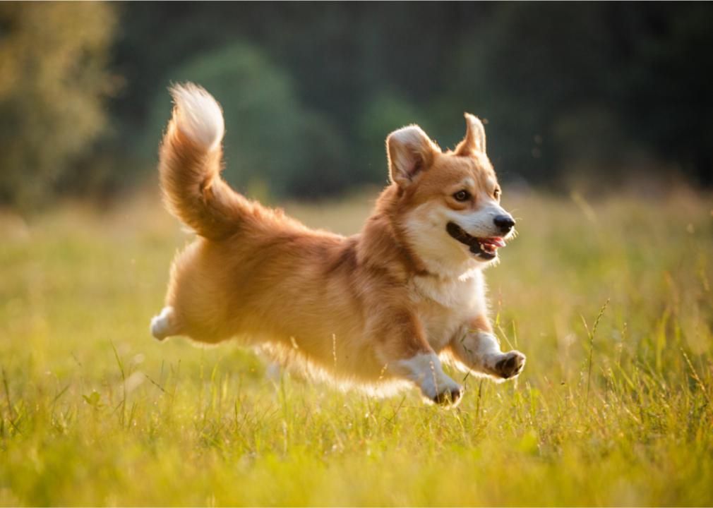 Dog running happily through field