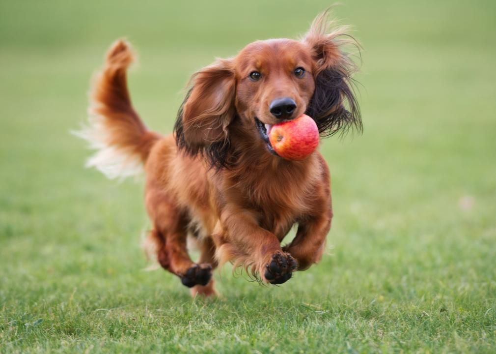Dog running through field with apple