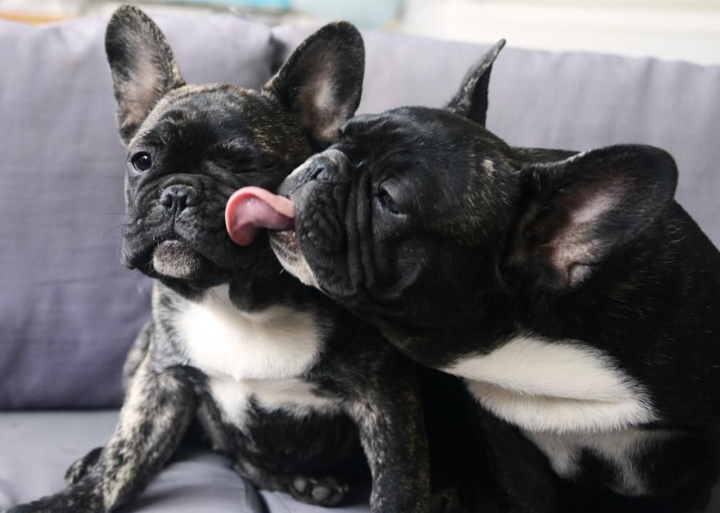 Dog licking other dog