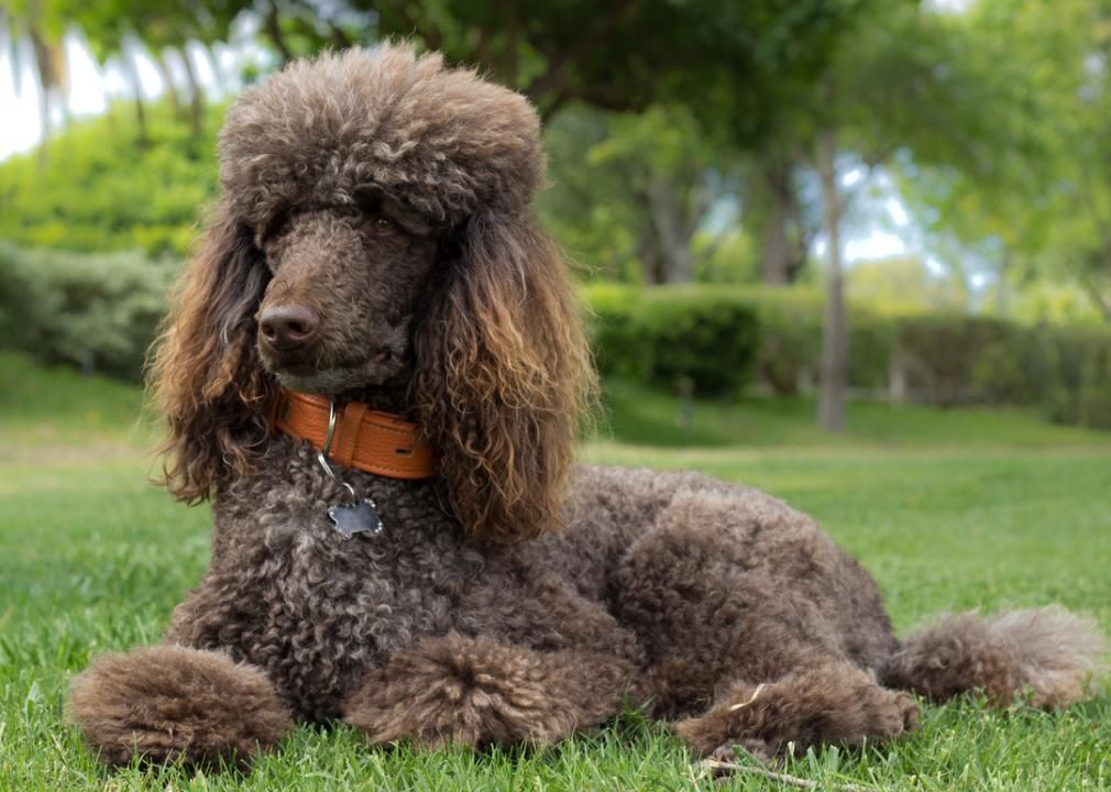 Dog lying in field