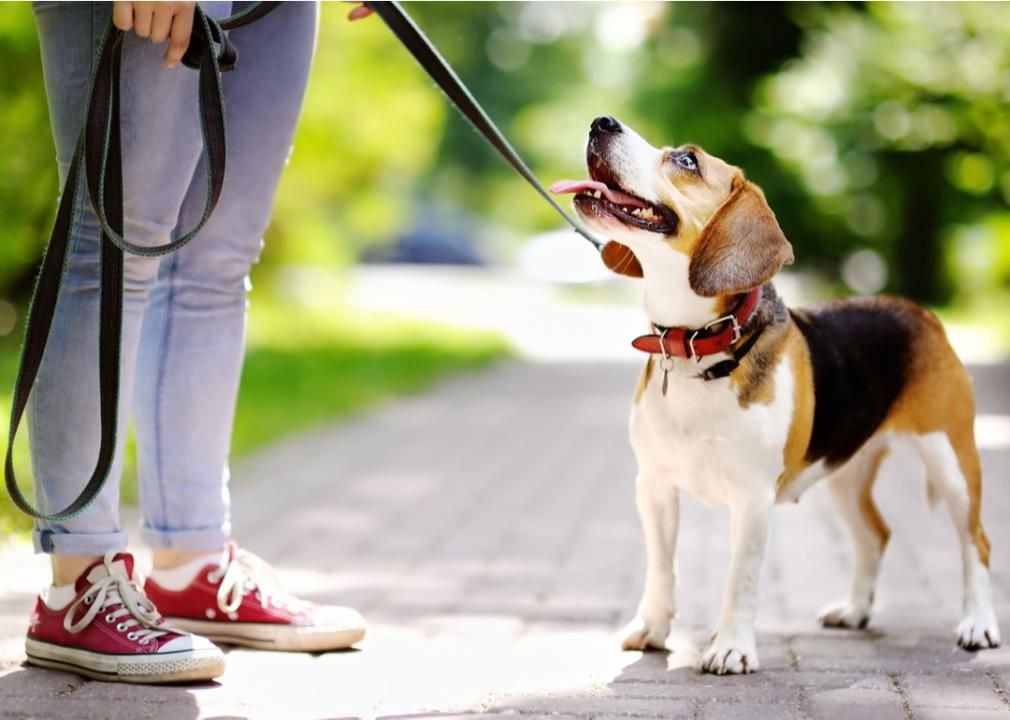 Dog on leash looking up at owner