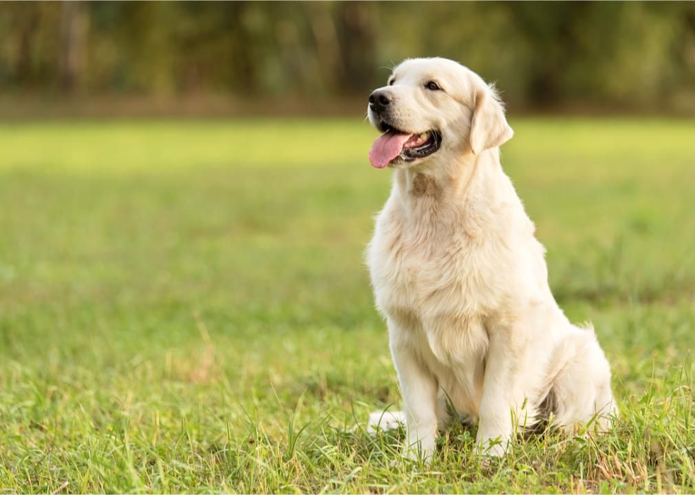 Dog sitting up in field